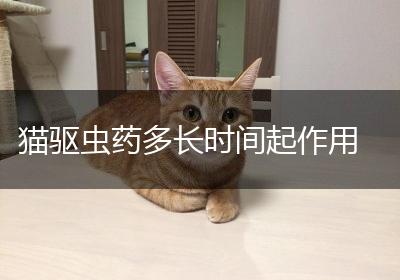 猫驱虫药多长时间起作用