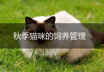秋季猫咪的饲养管理