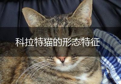 科拉特猫的形态特征