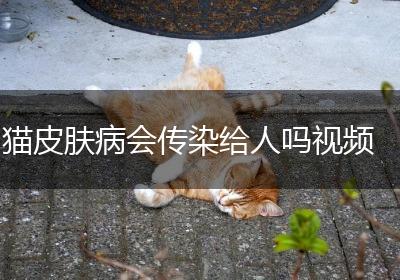猫皮肤病会传染给人吗视频