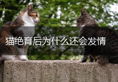 猫绝育后为什么还会发情