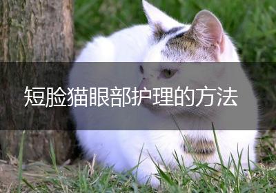 短脸猫眼部护理的方法