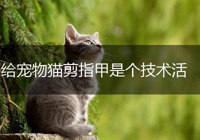 给宠物猫剪指甲是个技术活