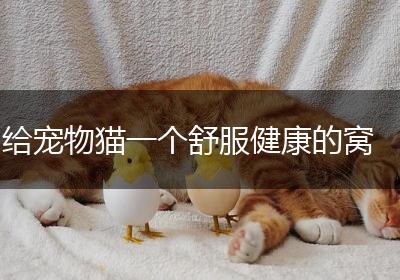给宠物猫一个舒服健康的窝