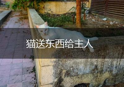 猫送东西给主人