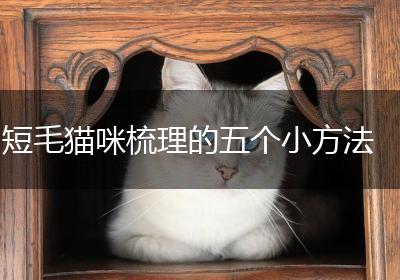 短毛猫咪梳理的五个小方法