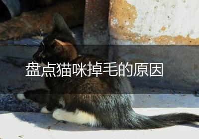 盘点猫咪掉毛的原因