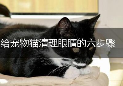 给宠物猫清理眼睛的六步骤