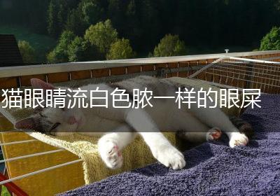 猫眼睛流白色脓一样的眼屎