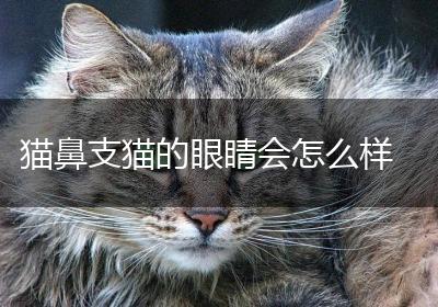 猫鼻支猫的眼睛会怎么样