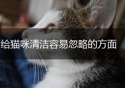 给猫咪清洁容易忽略的方面