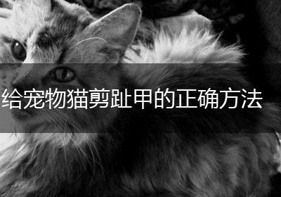 给宠物猫剪趾甲的正确方法