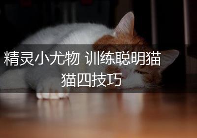 精灵小尤物 训练聪明猫猫四技巧