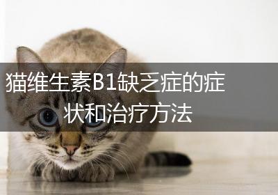 猫维生素B1缺乏症的症状和治疗方法