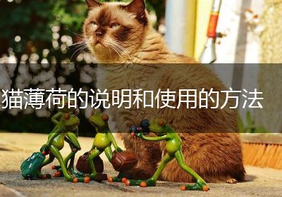猫薄荷的说明和使用的方法