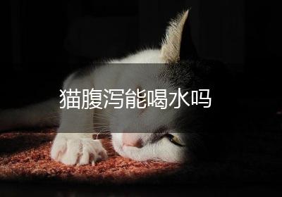 猫腹泻能喝水吗