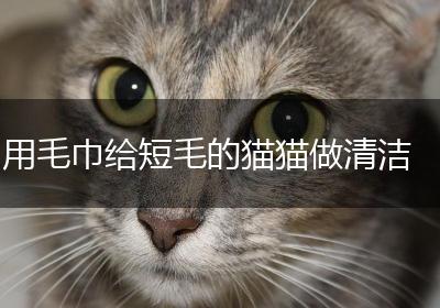 用毛巾给短毛的猫猫做清洁