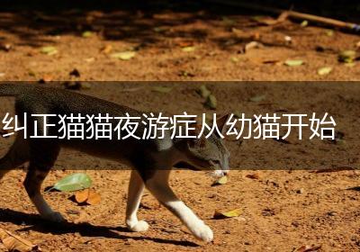 纠正猫猫夜游症从幼猫开始