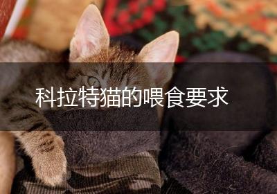 科拉特猫的喂食要求