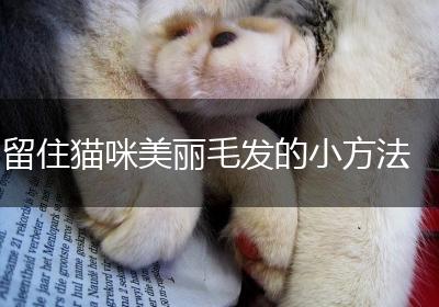 留住猫咪美丽毛发的小方法