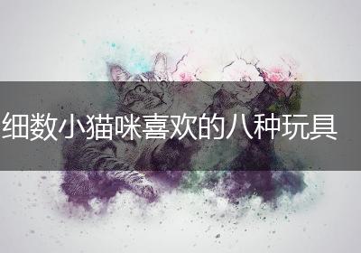 细数小猫咪喜欢的八种玩具
