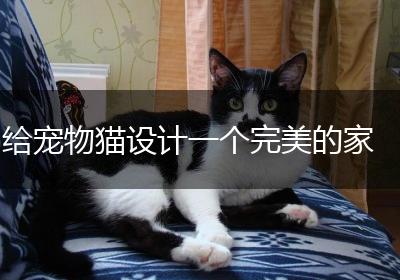 给宠物猫设计一个完美的家