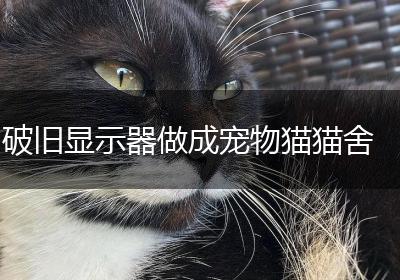 破旧显示器做成宠物猫猫舍