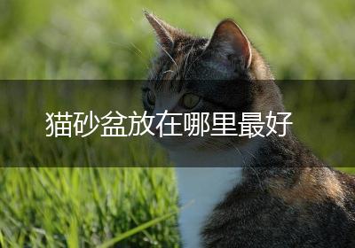 猫砂盆放在哪里最好