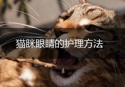 猫眯眼睛的护理方法