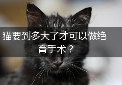 猫要到多大了才可以做绝育手术？