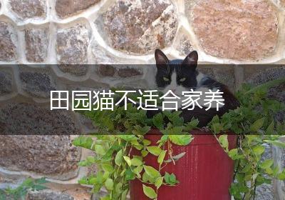 田园猫不适合家养