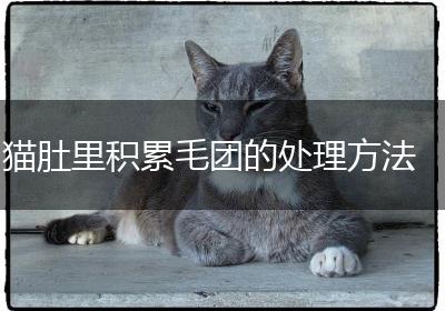 猫肚里积累毛团的处理方法