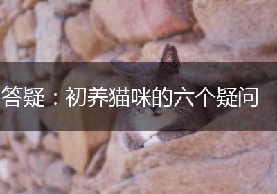 答疑：初养猫咪的六个疑问