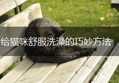 给猫咪舒服洗澡的巧妙方法