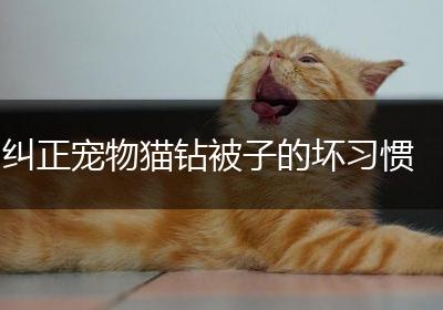 纠正宠物猫钻被子的坏习惯