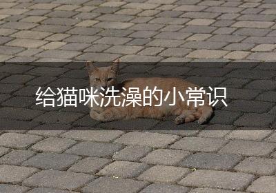 给猫咪洗澡的小常识