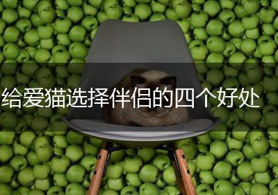 给爱猫选择伴侣的四个好处