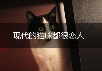 现代的猫咪都很恋人