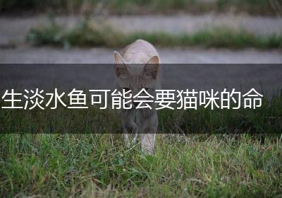 生淡水鱼可能会要猫咪的命