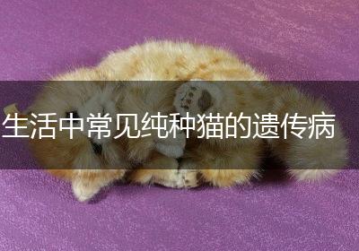 生活中常见纯种猫的遗传病