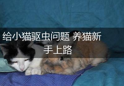 给小猫驱虫问题 养猫新手上路