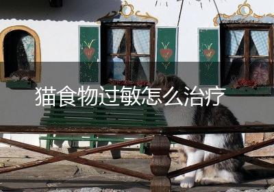 猫食物过敏怎么治疗
