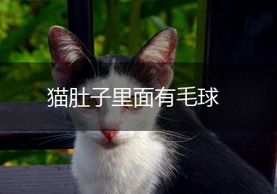 猫肚子里面有毛球