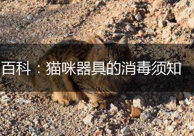 百科：猫咪器具的消毒须知