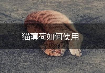 猫薄荷如何使用