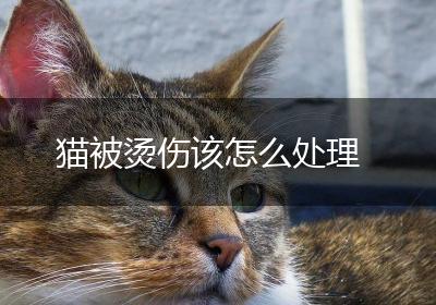 猫被烫伤该怎么处理