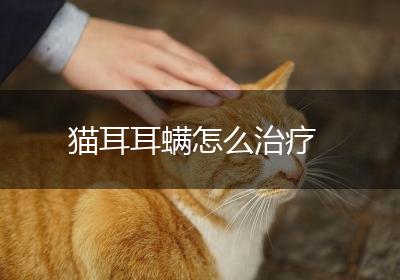猫耳耳螨怎么治疗
