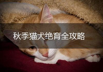 秋季猫犬绝育全攻略