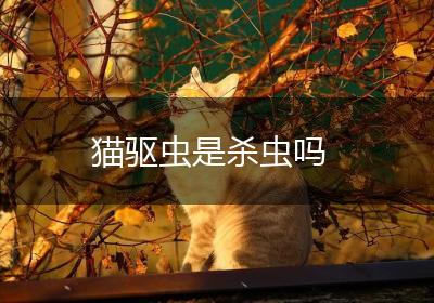 猫驱虫是杀虫吗