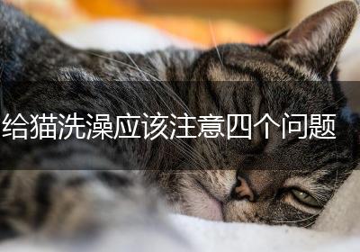 给猫洗澡应该注意四个问题